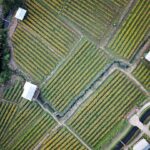 Photo Drip irrigation
