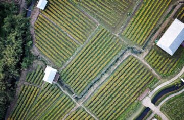 Photo Drip irrigation