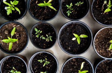 Photo Vertical garden