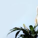 Photo Peace lily