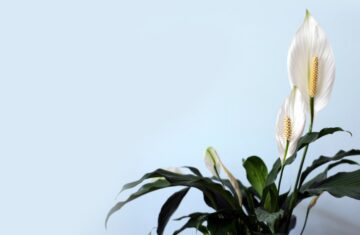 Photo Peace lily