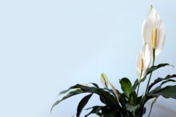 Photo Peace lily