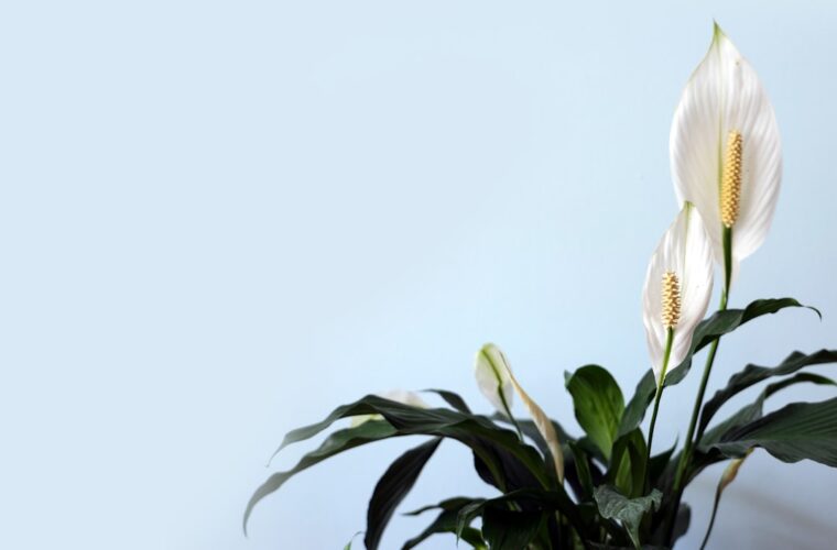 Photo Peace lily