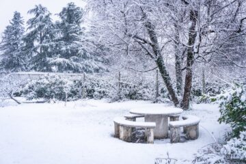 Photo Winter garden