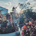 Photo Herbal garden