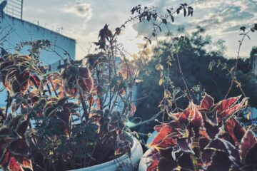 Photo Herbal garden