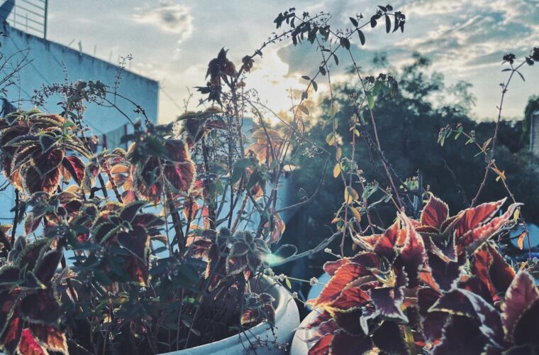 Photo Herbal garden