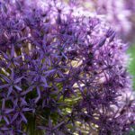 Photo purple color