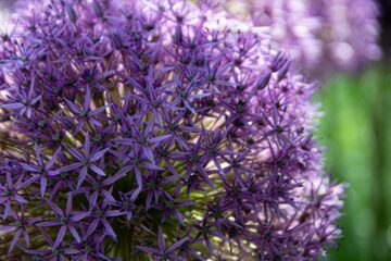 Photo purple color