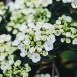 Photo potted flower arrangement