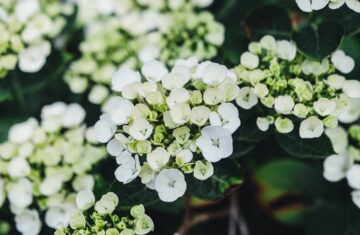 Photo potted flower arrangement