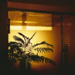 Photo indoor shade-loving