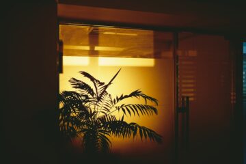 Photo indoor shade-loving